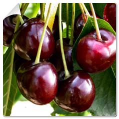 Prunus cerasus